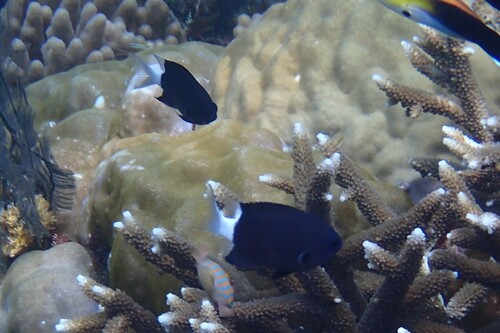 Chromis margaritifer observed 2026-10-23