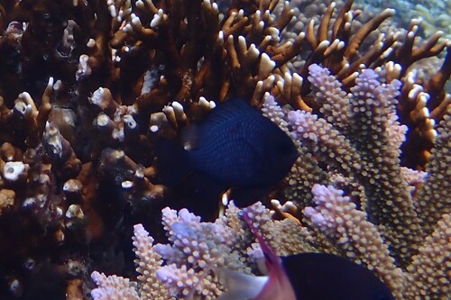 Dascyllus trimaculatus observed 2026-10-23