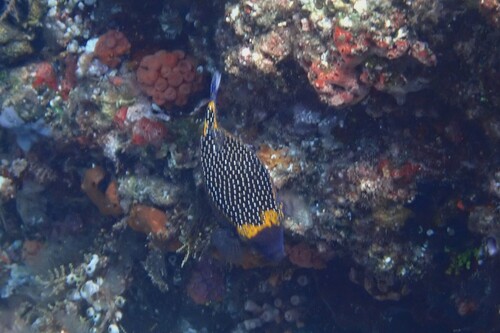 Ostracion meleagris observed 2026-10-23