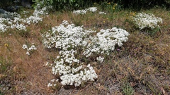 Leptosiphon floribundus glaber