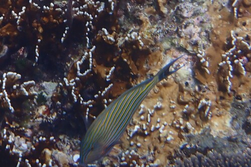Acanthurus lineatus observed 2026-10-23