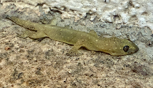 Gehyra mutilata observed 2026-10-23