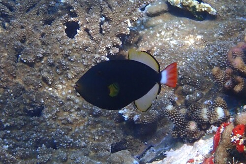 Melichthys vidua observed 2026-10-23