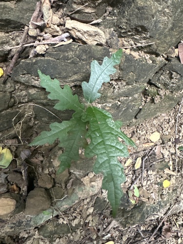Ficus ampelos observed 2026-10-23