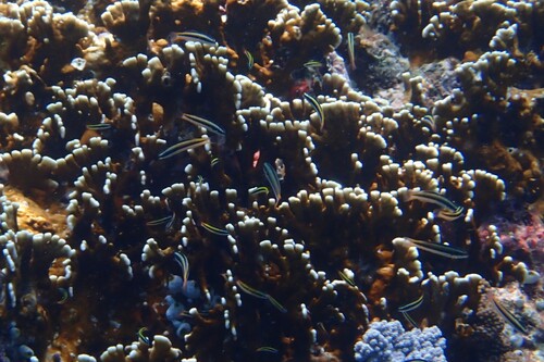 Amblycephalus, 2026-10-23