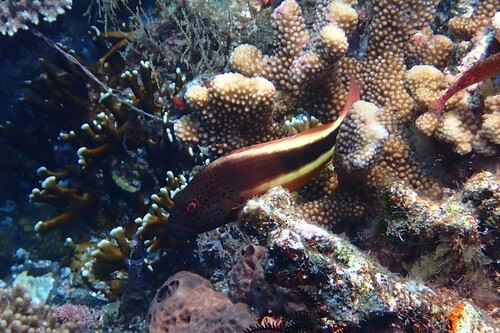 Paracirrhites forsteri observed 2026-10-23
