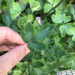 Aquilegia