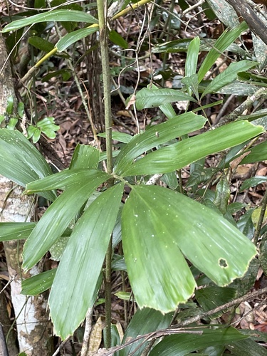 Calamus observed 2026-10-23