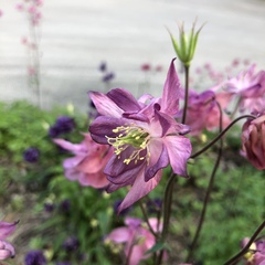 Aquilegia
