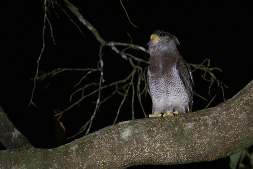 Bubo sumatranus, 2026-10-13