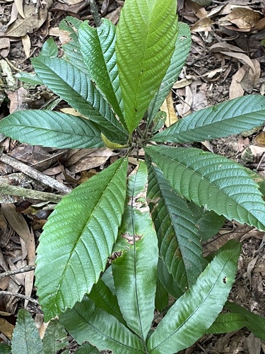 Tetracera nordtiana observed 2026-10-23