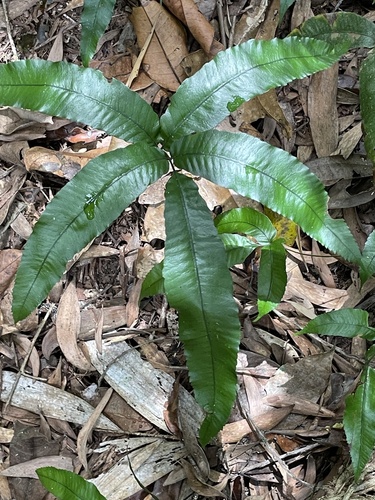 Lastreopsis poecilophlebia, 2026-10-23