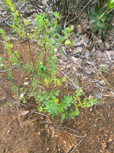 Phyllanthus calycinus observed 2026-10-22