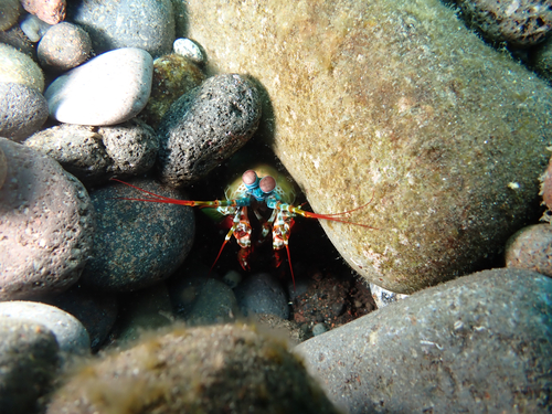 Odontodactylus observed 2026-10-23
