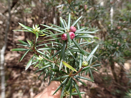 Cyathodes glauca observed 2026-10-23