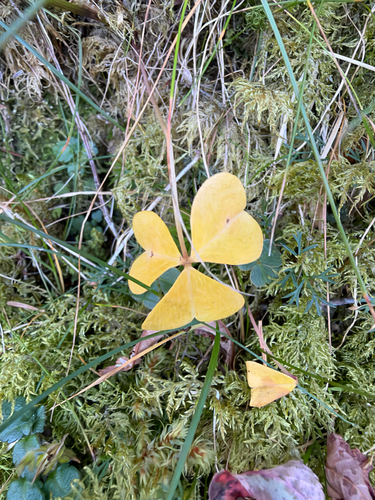 Oxalis griffithii observed 2026-10-19