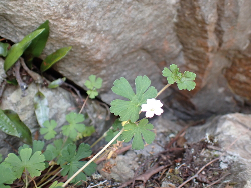 Geranium potentilloides observed 2026-10-23