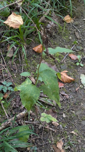 Campanula latifolia, 2026-10-18