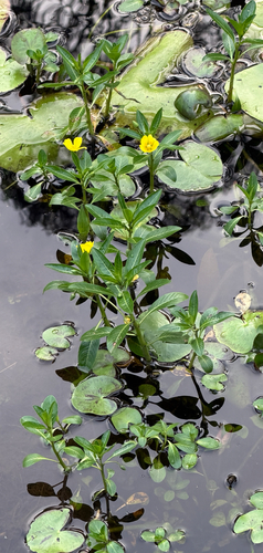 Ludwigia peploides observed 2026-10-23