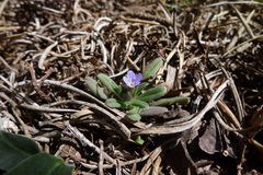 Buglossoides arvensis