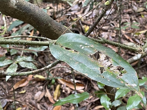 Smilax australis observed 2026-10-23