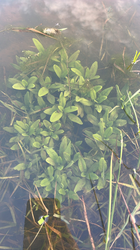 Myosotis scorpioides observed 2026-10-23