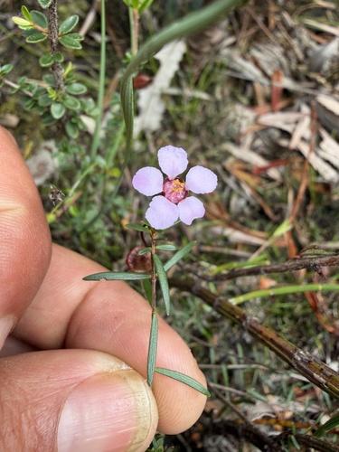 Euryomyrtus ramosissima observed 2026-10-23