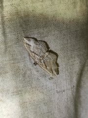 Costaconvexa polygrammata