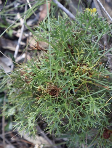 Isopogon ceratophyllus, 2026-10-21
