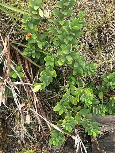 Wikstroemia indica observed 2026-10-23