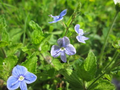 Veronica chamaedrys