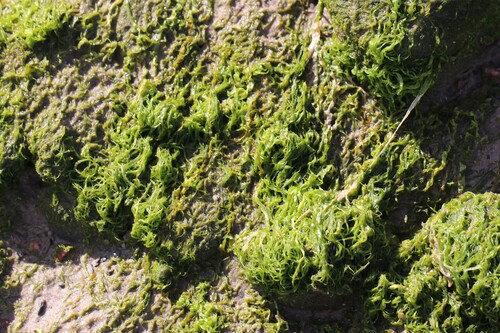 Ulva intestinalis observed 2026-10-22