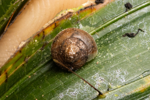Pleuropoma observed 2026-10-20