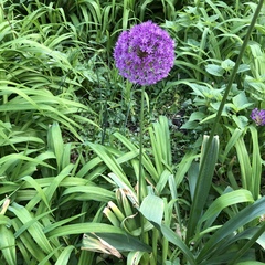 Allium
