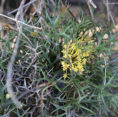 Isopogon ceratophyllus, 2026-10-21