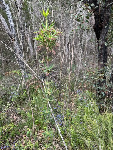 Leucopogon verticillatus, 2026-10-23