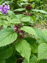 Lamium orvala