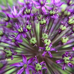 Allium