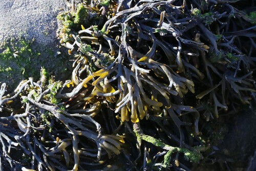 Pelvetia canaliculata observed 2026-10-22
