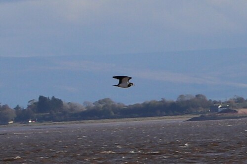 iNaturalist image