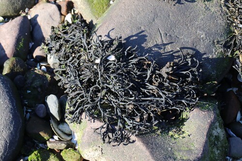 Pelvetia canaliculata observed 2026-10-22