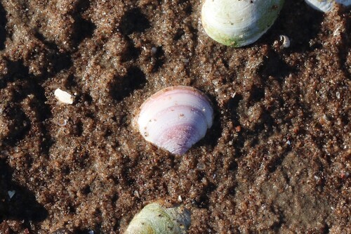 Limecola balthica observed 2026-10-22