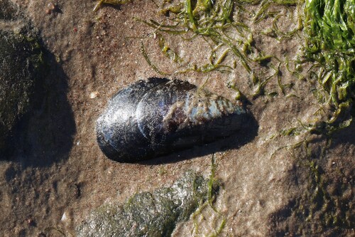 Mytilus edulis observed 2026-10-22