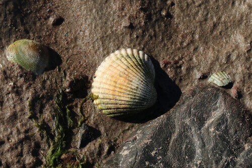 Cerastoderma edule observed 2026-10-22