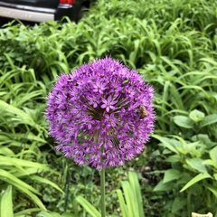Allium