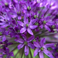 Allium
