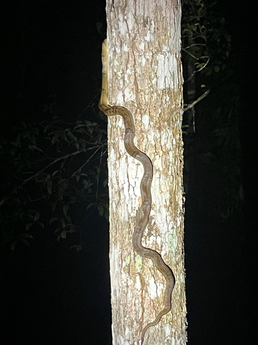 Oligodon cyclurus, 2026-10-11
