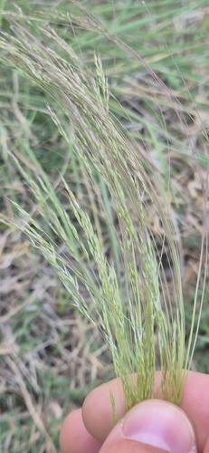 Lachnagrostis filiformis observed 2026-10-23