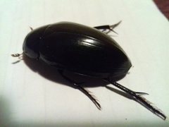Hydrophilus aterrimus