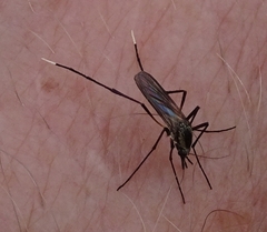 Psorophora longipalpus